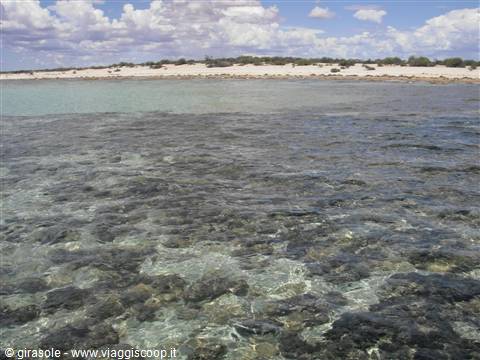 Stromatoliti ad Hamelin Pool