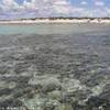 Stromatoliti ad Hamelin Pool AUSTRALIA 