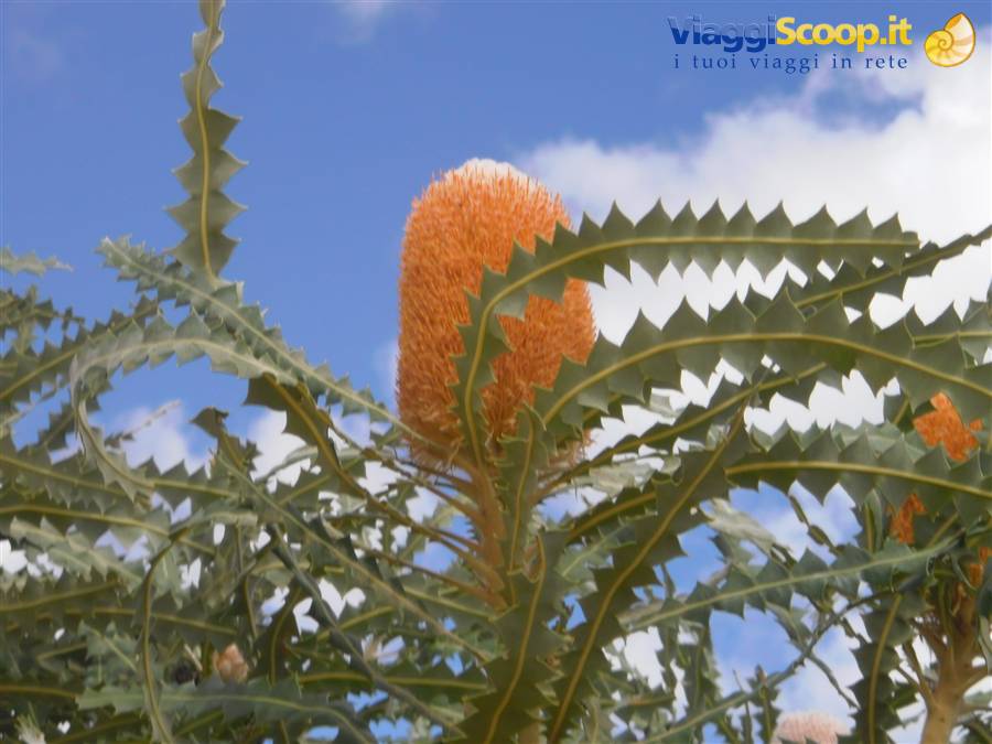 foto di girasole