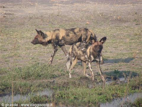 altri licaoni o wild dogs