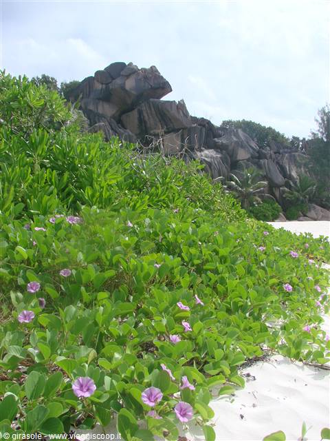 la digue grande anse