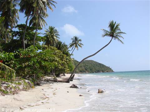 playa manzanillo