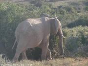 elefanti all'Addo