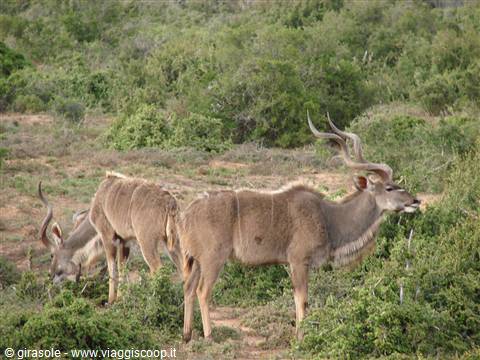 Kudu