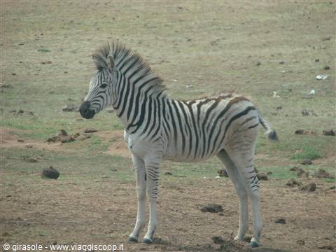 un piccolo di zebra