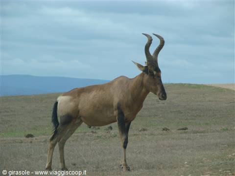 Eland