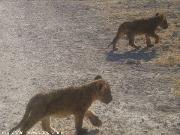 i nostri cuccioli
