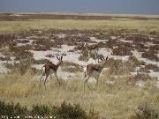 Springboks nel parco Ethosa