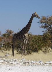 Giraffa all'Ethosa
