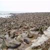 Colonia di otarie a Cape Cross NAMIBIA 