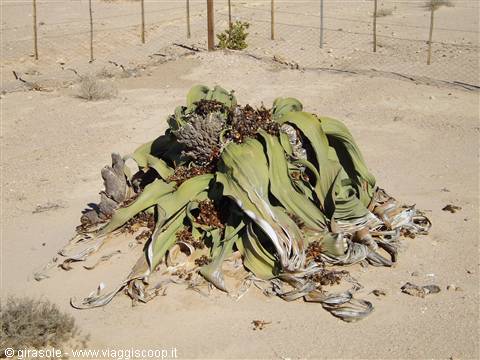 welwitschia