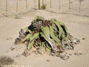 welwitschia