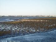Fenicotteri a Walwis Bay