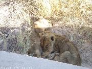Cuccioli di leone che dormono