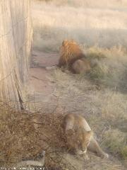 Leoni a Okonjima