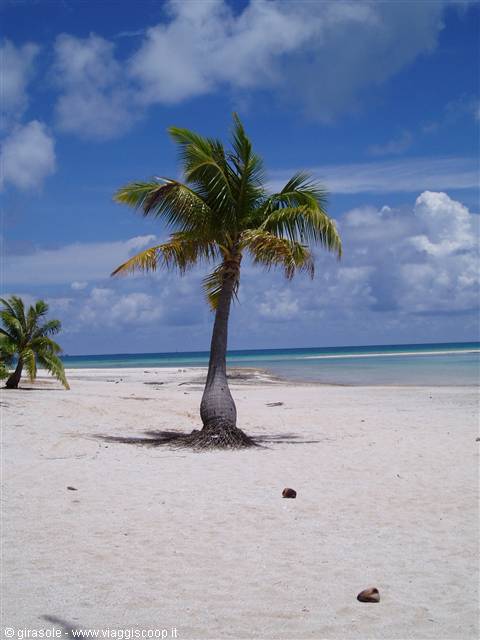 tratto di spiaggia a Tikehau