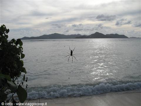 Anse la Reunion e il ragno Gigante