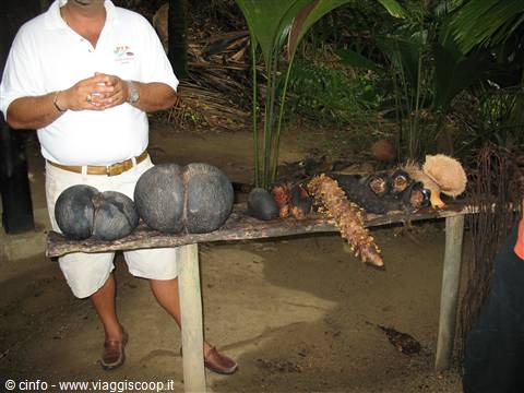 Praslin - Vallee de Mai - Coco de mer Maschio e Femmina