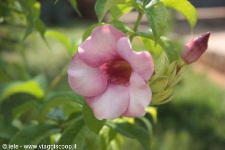 ...i fiori...