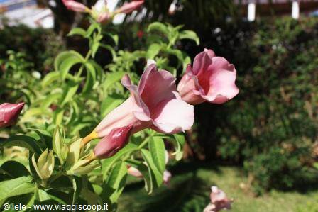 I fiori del giardino