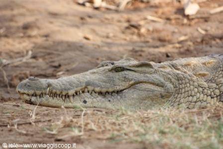 Tsavo - coccodrillo