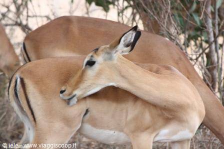 Tsavo - Impala?