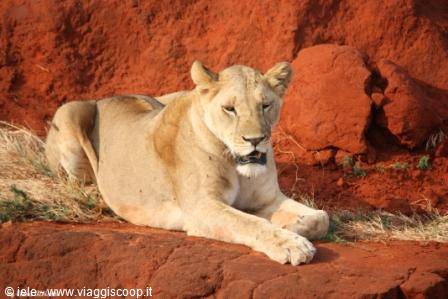 Tsavo - la regina della savana