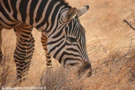 Amboseli 