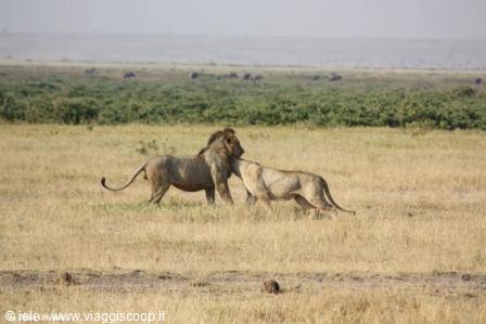Amboseli - coccole tra i micioni