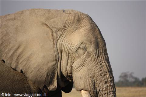 Amboseli 