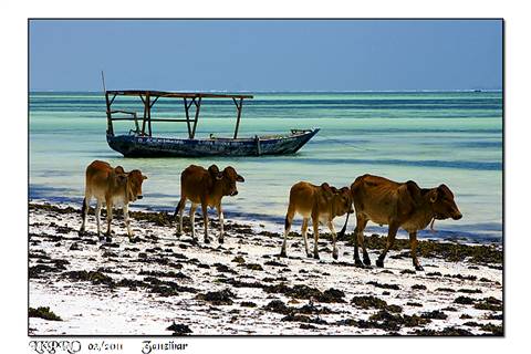 zanzibar