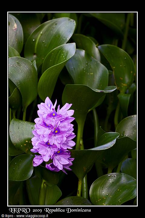 fiori