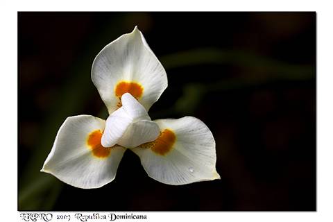fiori