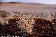 namibia