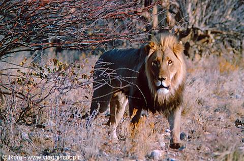 namibia