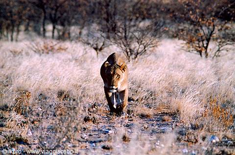 namibia