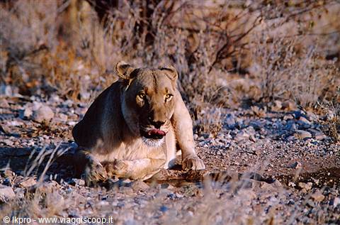 namibia