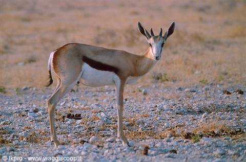namibia