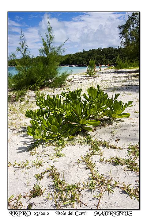 dettaglio