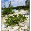 dettaglio MAURITIUS 