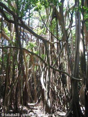 Tour dell'isola - albero sacro -