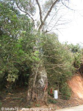 Tour dell'isola - baobab -