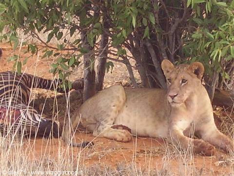 safari