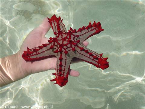 i tesori dell'Oceano indiano