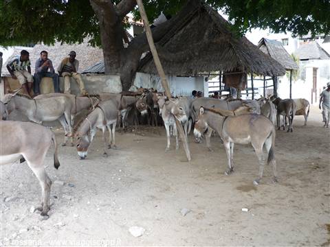 la grande ricchezza di Lamu