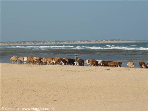 transumanza lungo la spiaggia di Mambrui