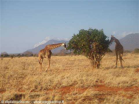 giraffa