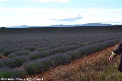 Finalmente Lavanda!