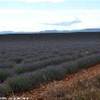Finalmente Lavanda! FRANCIA 