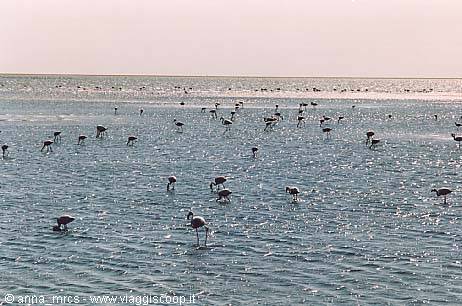 Fenicotteri a Walvis Bay